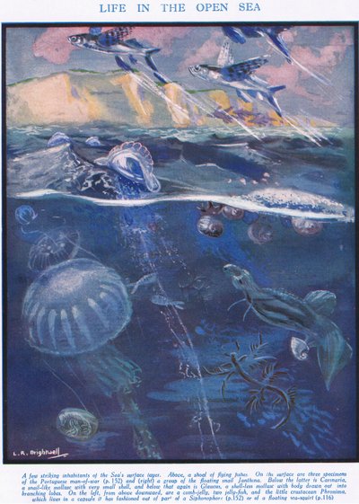 La Vie en Pleine Mer, illustration de 